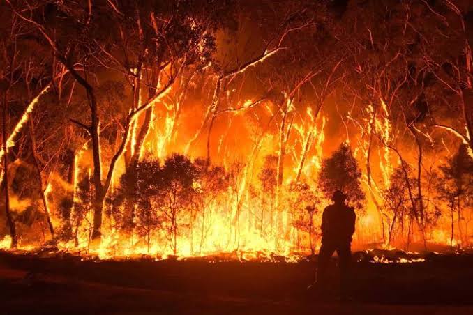The bushfires are heartbreaking, but so is our reaction
